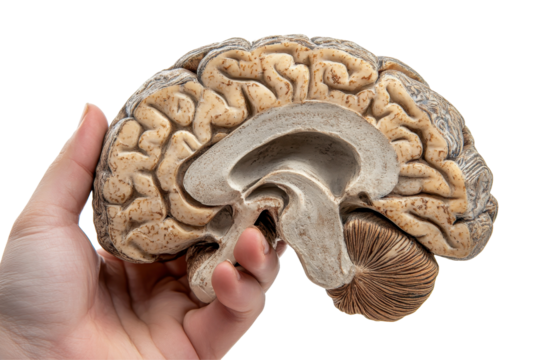 Anatomical brain model held in one hand with visible detail isolated on a clean white background