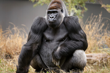 African gorilla sits calmly. Front view. Close-up. Generated Image