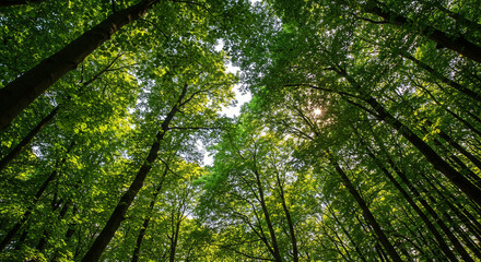 Obraz premium Looking Up Through Lush Green Forest Canopy with Sunlight