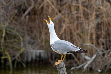Goéland leucophée (Larus michahellis) perché sur un poteau au milieu de l’eau