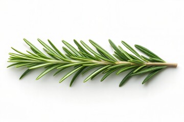Fototapeta premium Rosemary sprig with vibrant green leaves, showcasing its natural texture and elongated structure, perfect for cooking, aromatherapy, and herbal use