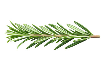 Fototapeta premium Rosemary sprig isolated on a transparent background, highlighting its sharp green leaves and natural structure. A versatile herb commonly used in cooking and aromatherapy