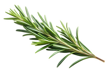 Obraz premium Rosemary sprig isolated on a transparent background, showcasing its vibrant green leaves and natural texture. A popular herb in cooking and aromatherapy, adding a fresh and organic touch