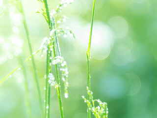 雨上がりに輝く水滴と木漏れ日の様子。眩しい日差しでボケた様子。