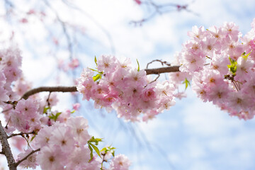 Cherry blossom branches against blue sky