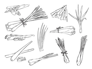 collection of hand drawn lemongrass outline drawing food vector illustration 