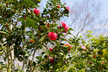 Beautiful camellia flower on tree. The Expo 70 Commemorative Park, Osaka, Japan