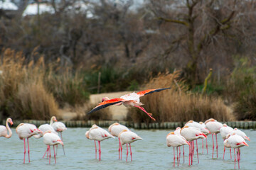 Flamant rose (Phoenicopterus roseus)