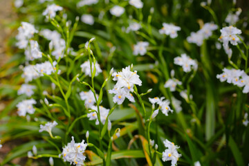 Beautiful Iris japonica flower in Japan park