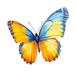 Vibrant blue and orange butterfly with detailed wingspan, cut out - stock png.