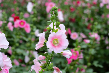 Beautiful hollyhock flower in the park