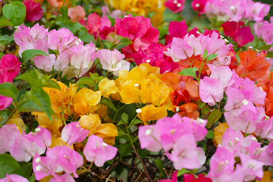 Colorful bougainvillea flowers in full bloom. A vibrant mix of pink, orange, yellow, and white