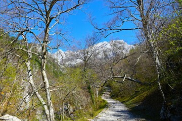 Trail leading through a beech (Fagus sylvatica) forest in Paklenica national park, Croatia