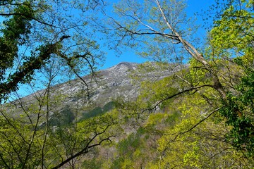 Mountain peak in Paklenica national park, Croatia with the forest bellow in beautiful springtime green foliage