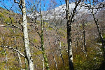 Beautiful beech (Fagus sylvatica) forest in spring with mountains in the background in Paklenica national park, Croatia