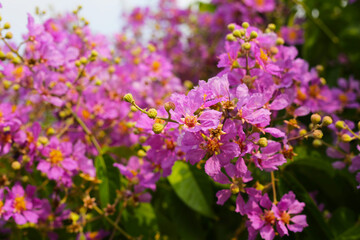 Lagerstroemia speciosa, Queen's crape myrtle , Pride of India.