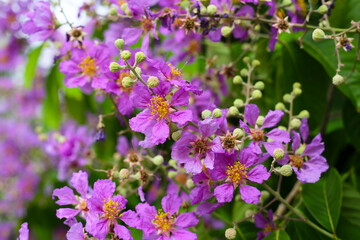 Lagerstroemia speciosa, Queen's crape myrtle , Pride of India.