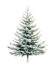 Fototapeta premium Lush evergreen pine tree in full bloom, cut out - stock png.