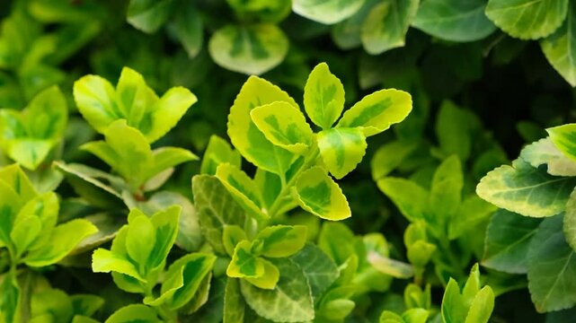 Close-Up of Shrub Euonymus in Motion
