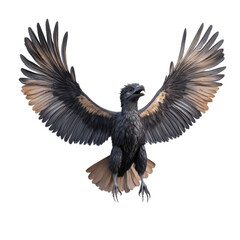 Fototapeta premium Majestic Dark Grey Bird with Tan Wings in Flight Powerful Wings Spread Wide Wildlife Photography
