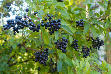 Many black berries of common privet in October
