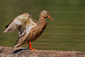 Weibliche Stockente auf  dem Teich