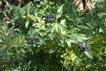 Small black berries in the leafage of common privet in October