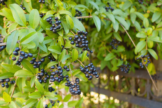 Ripe black berries of common privet in October