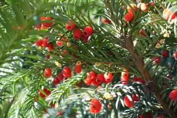 Numerous red seed cones in the leafage of common yew in October