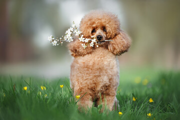cute miniature poodle dog holding a branch of blooming cherry