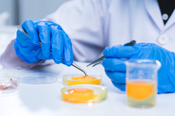 Researcher led an experiment on the egg’s yolk, blending biology, food science, and biotechnology to unlock new nutrition insights for health in the laboratory