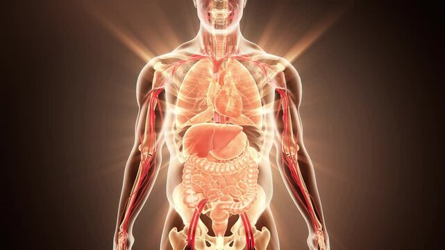 Human organs blood bones recovery, human disease recovery, regain health, regain vitality. 3D animation.