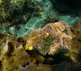 Beautiful colorful corals on underwater rocks, Koh Lipe, Tarutao National Park, Satun Province, Thailand.