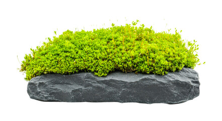 Fototapeta premium Vibrant green moss on solid gray rock, cut out - stock png.