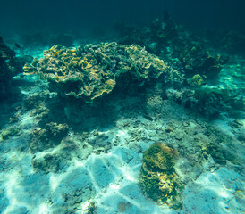 Beautiful colorful corals on underwater rocks, Koh Lipe, Tarutao National Park, Satun Province, Thailand.