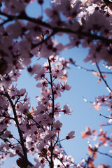 Pink berry blossom. Warm spring.