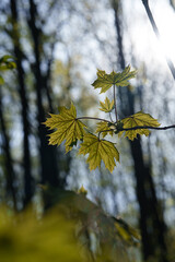 Sunlight shines through maple leaves in the forest. Nature.