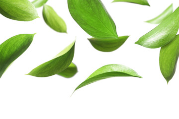 Many fresh green leaves flying on white background