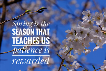 Inspirational motivational quote on cherry blossoms flowers background. spring and happiness concept Self reminder