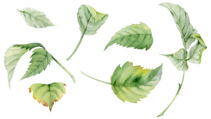 Leaves of flower, bush tree plant foliage hand drawn in watercolor, Raspberry maple sycamore poplar lilac. Isolated botanical nature illustration. Wedding florist, scrapbooking decoupage, cosmetics