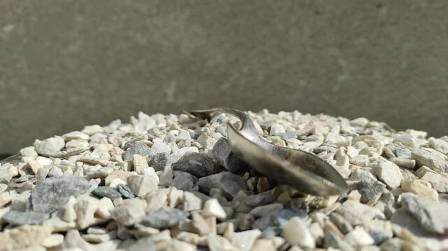 Old silver-plated spoon. Spoon under the brand - art krupp berndorf. Antique spoon. collecting