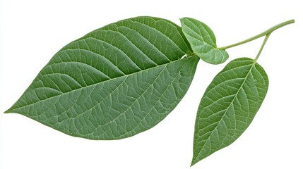 Fototapeta premium Close-up of two vibrant green leaves on a stem, isolated on a white background.