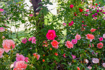 Naklejka premium Multicolored rose in flower garden,Сolorful roses in rose garden and wooden window,English roses of different colors in english garden.