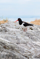Oystercatcher on a shore in Scotland
