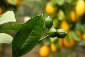 Green unripe lemons on a tree branch close-up.