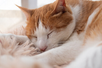 窓辺で眠る可愛い猫　茶トラ白