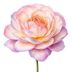 Obraz premium Watercolor Pink Flower PNG – Floral Clipart, Wedding Decor, Romantic Design, Botanical Art, Greeting Element