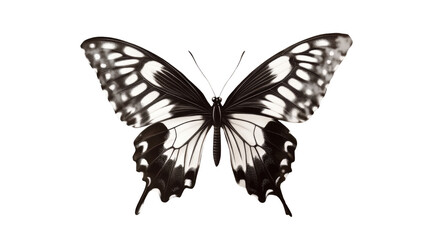 butterfly on white background