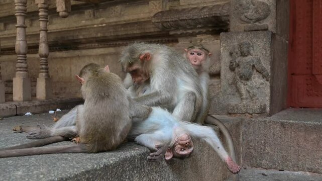 Barbary macaque ape, rhesus monkey picking lice from each other, wildlife of Hampi India, jungle and rainforest animal in the city