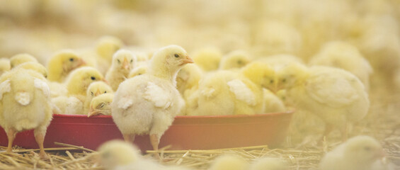 Baby chicken at farm feeding © Aleksandar